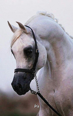 Assad (Ansata Halim Shah x Arussa) 1995 Abeyyan Om Jurays