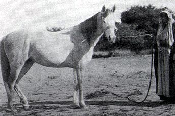 Ghadia /Radia (Feysoul x Ghazala) 1904 Saqlawiyah Gidraniyah Ibn Sudan