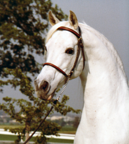 *Talal - headshot by Patti Bisgard