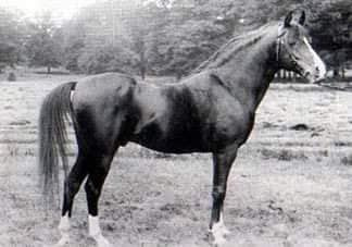 Ahmar ( Azrek x Queen Of Sheba) 1890  Abeyyan Sherrak