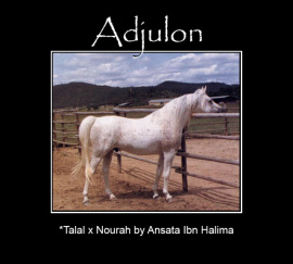 <b>Description: </b>Adjulon   *Talal x Nourah by Ibn Halima<br/>