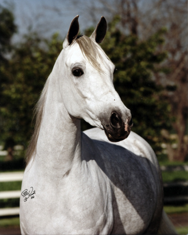 Talmora   *Talal x Morgana by *Morafic   Polly Knoll photo