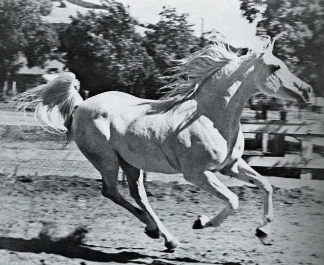 ANSATA EL SHARIF   Ansata Ibn Halima x Ansata Bint Bukra