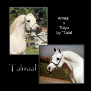 <b>Description: </b>TALMAAL     Amaal x Talya by *Talal   Polly Knoll photography<br/>