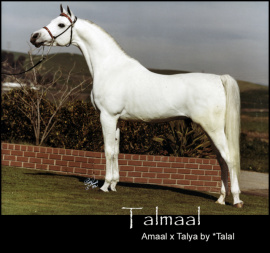 <b>Description: </b>TALMAAL     Amaal x Talya by *Talal   Polly Knoll photography<br/>