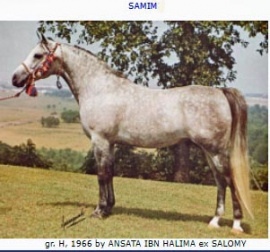 <b>Description: </b>SAMIM   (Ansata Ibn Halima x Salomy by El Sareei)<br/><b>Copyright: </b>Sparagowski photo