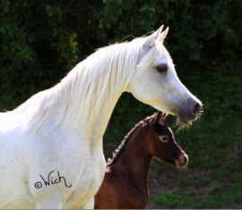 <b>Description: </b>MB Moneena   Safeen x Talmona  with foal<br/>