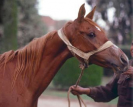 <b>Description: </b>FARFOURA  *Morafic x *Bint Mona  ) full sister to TheEgyptianPrince, Il Muna and Norra. She was foaled in Egypt prior to her dam being imported with Morafic. She remained a broodmare for the EAO. <br/>