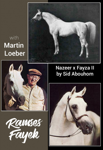 RAMSES FAYEK   Nazeer x Fayza II by Sid Abouhom