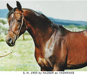 *RASHAD IBN NAZEER  (Nazeer x Yashmak by Sheik El Arab)