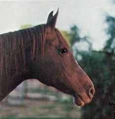 BINT MAAROUFA  (Fay-El-Dine x *Maaroufa by Ibn Rabdan)