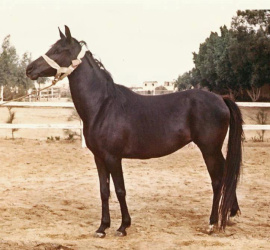 <b>Description: </b>MOHGA (El Sareei x Yosreia by Sheikh El Arab)<br/><b>Copyright: </b>James M. Kline photo