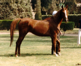 <b>Description: </b>SANIA (Sultan/Sultann x Shamaa by Morafic)<br/><b>Copyright: </b>Laura Jacobson 1982