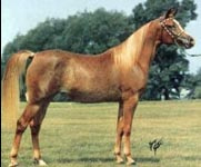 SALEEMA (Anter/Antar x Bashima by Alaa El Din)