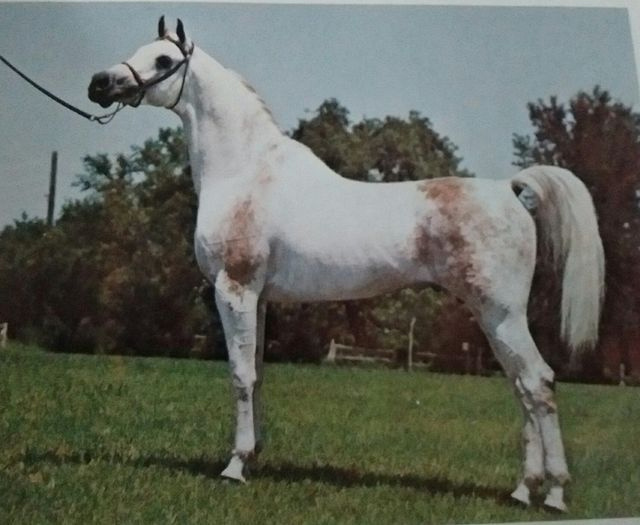 AL NAHR MONTEGO (*Ibn Moniet El Nefous x Bint Fada by Fa-Serr)