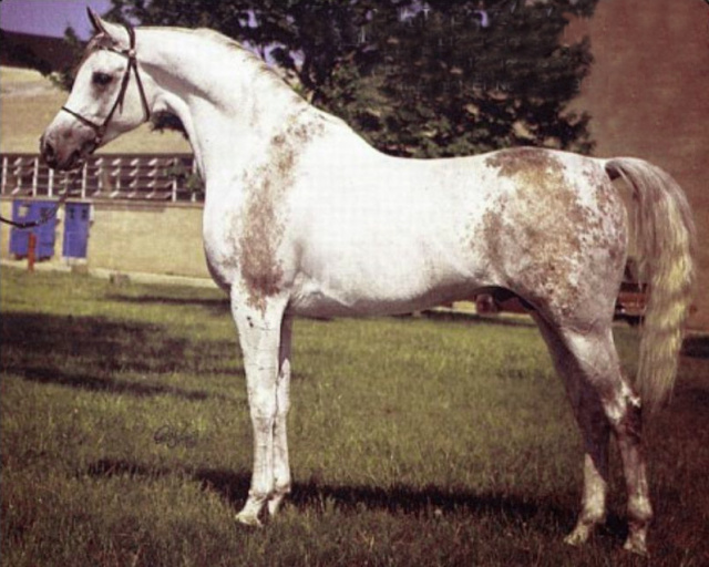 AL NAHR MONTEGO (*Ibn Moniet El Nefous x Bint Fada by Fa-Serr)