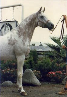 AL NAHR MONTEGO (*Ibn Moniet El Nefous x Bint Fada by Fa-Serr)