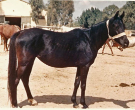 <b>Description: </b>MOHGA (El Sareei x Yosreia by Sheikh El Arab)<br/><b>Copyright: </b>James M. Kline photo