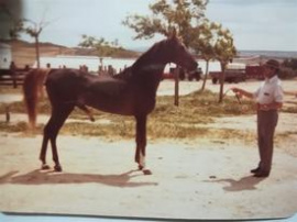 <b>Description: </b>El Sud El Aaly (Nazeer x Lateefa) Photo taken in Spain in 1979<br/>