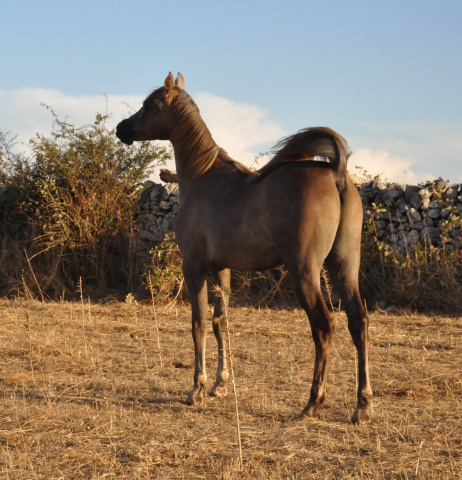 Halypa Magnus (HA Sharif x Mahomeeh) 2009 Dahman Shahwan. Photographed in Halypa Al Duhaymat St.