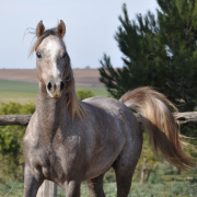 <b>Description: </b>Halypa Magnus (HA Sharif x Mahomeeh) 2009 Dahman Shahwan. Photographed in Halypa Al Duhaymat St.<br/><b>Copyright: </b>Annalisa Monticelli photo