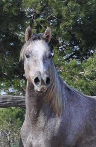 Halypa Magnus (HA Sharif x Mahomeeh) 2009 Dahman Shahwan. Photographed in Halypa Al Duhaymat St.