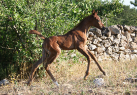 <b>Description: </b>Halypa Sherazad (Halypa Mansour x Ansata Halisha) 2015 Dahmah Shahwaniyah. Photographed at Halypa Al Duhaymat St.<br/><b>Copyright: </b>Annalisa Monticelli photo