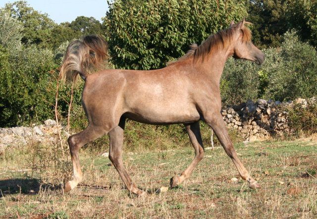 Halypa Sherazad (Halypa Mansour x Ansata Halisha) 2015 Dahmah Shahwaniyah. Photographed at Halypa Al Duhaymat St.