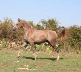 <b>Description: </b>Halypa Sherazad (Halypa Mansour x Ansata Halisha) 2015 Dahmah Shahwaniyah. Photographed at Halypa Al Duhaymat St.<br/><b>Copyright: </b>Annalisa Monticelli photo