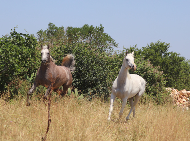 Halypa Sherazad (Halypa Mansour x Ansata Halisha) 2015 Dahmah Shahwaniyah. Photographed with her mother Ansata Halisha, Halypa Al Duhaymat St.