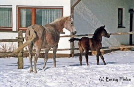 <b>Description: </b>Malikah (Ghazal x Malacha) 1962 Dahmah Shahwaniyah. Photographed in 1985, at 23 years old,  with her filly Marani El Malikah<br/><b>Copyright: </b>Betty Finke photo