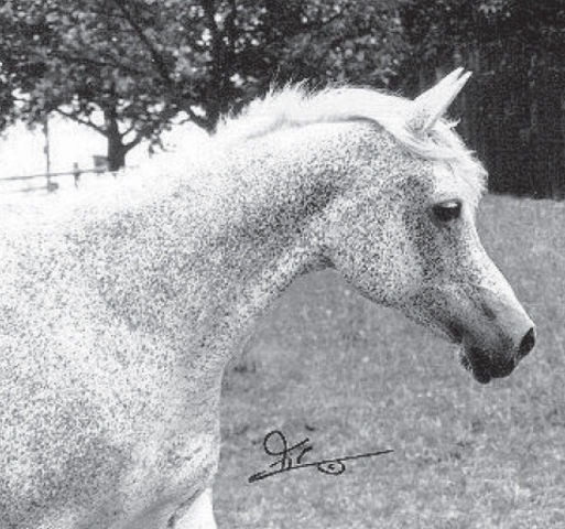 Malikah (Ghazal x Malacha) 1962 Dahmah Shahwaniyah