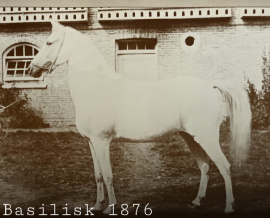 <b>Description: </b>Basilisk (Saqlawi Gidran Ibn Ed Derri x Saqlawiyah Gidraniyah Ibn Ed Derri) 1976 <br/><b>Copyright: </b>The Crabbet Arabian Stud by Archer-Pearson-Covey-Finke