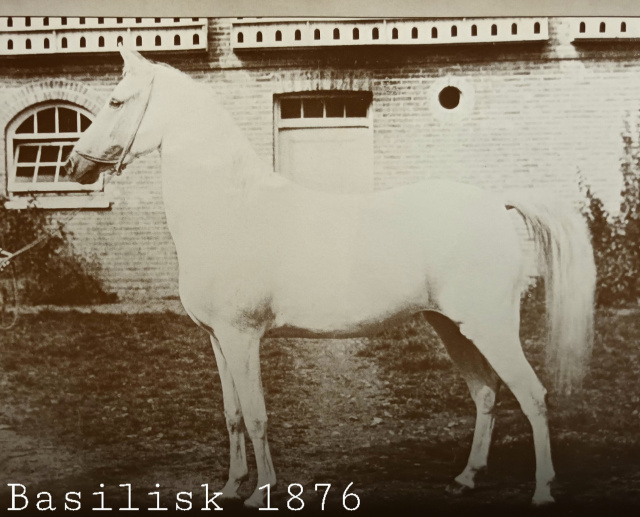 Basilisk (Saqlawi Gidran Ibn Ed Derri x Saqlawiyah Gidraniyah Ibn Ed Derri) 1976 