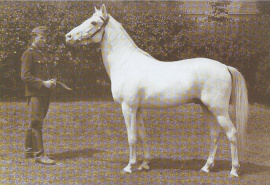 <b>Description: </b>Siglavy Bagdady V 1939 (Siglavy Bagdady IV 1928 x 207  Kuhaylan Zaid I 1934)  tail female 60 Adjuze Kuhaylah Al Sheikah<br/><b>Copyright: </b>Frielinghaus photo