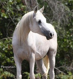 BINT LEBLEBA (*GAF MOSAAD x *Lebleba by Gassir)