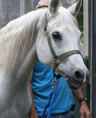 BINT LEBLEBA (*GAF MOSAAD x *Lebleba by Gassir)