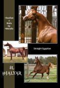 <b>Description: </b>EL SHALYAR (*Soufian x Wafa by *Morafic)<br/><b>Copyright: </b>Jerry Sparagowski Photography bottom photo others unidentified