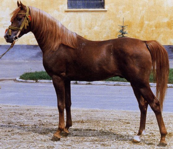 Ibn Galal I ( Ibn Galal x 10 Hanan/ Hanan) 1972 Hadban Enzahi