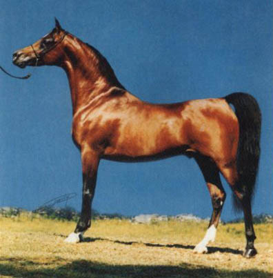 DORIAN SHAH EL SHAMS (Shah Nishan x Kisra by *Ibn Hafiza)