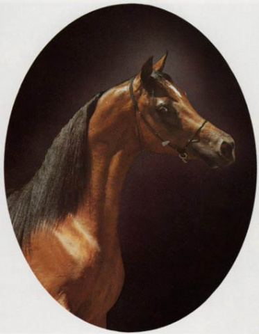 DORIAN SHAH EL SHAMS (Shah Nishan x Kisra by *Ibn Hafiza)