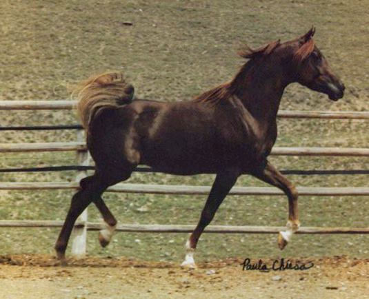 RG SEQUOIA (Alcibiades x RG Sherifa by Ansata El Salim)