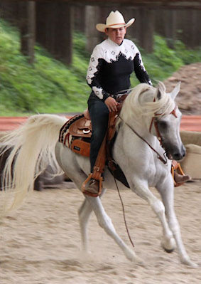 SHAH TAMOR (Ansata Halim Shah x Tamori by Ibn Morafic)