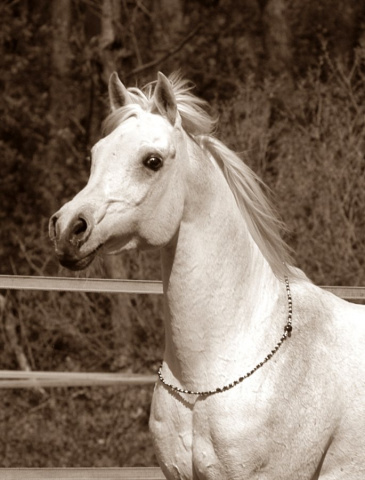 SHAH TAMOR (Ansata Halim Shah x Tamori by Ibn Morafic)