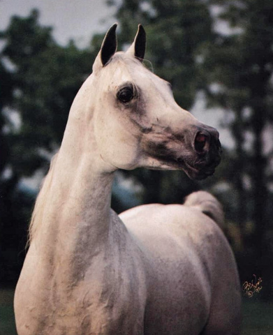 AL JAHIMM (Ansata Imperial x Imperial Nafdah by Moniet El Nafis)