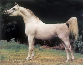 <b>Description: </b>AL JAHIMM (Ansata Imperial x Imperial Nafdah by Moniet El Nafis)<br/>