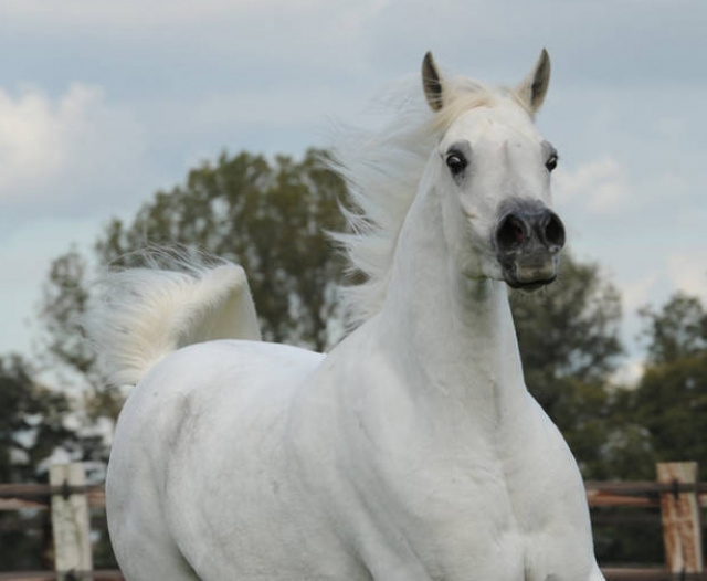 BINT TAHANIE (Suhal Al Nasser x Tahanie by Ibn Morafic+++)