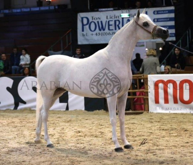 BINT TAHANIE (Suhal Al Nasser x Tahanie by Ibn Morafic+++)