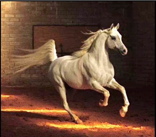 SHAHEER PRINCE CYCLONE (Thee Cyclone x Sidi Bint Malika by Sahiby Gamaal El Arab)