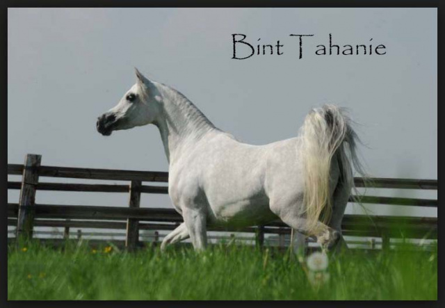 BINT TAHANIE (Suhal Al Nasser x Tahanie by Ibn Morafic+++) 